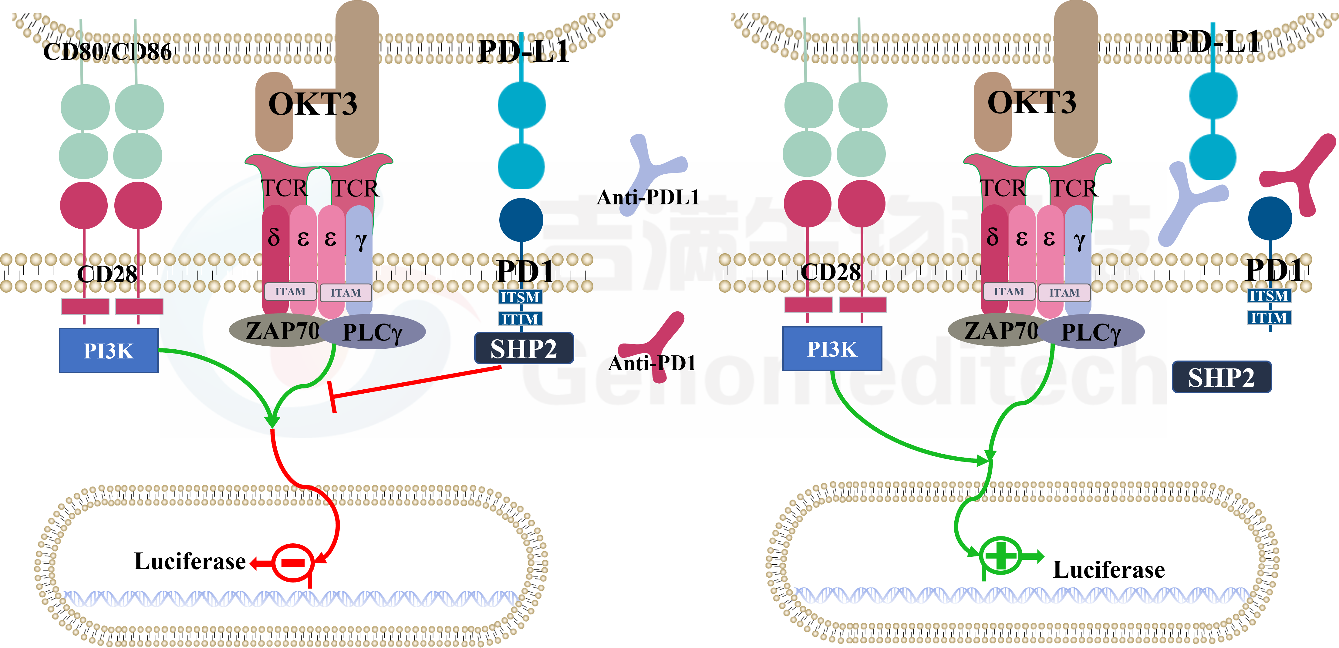 H_PD-1 PDL1 NFAT Reporter Blockade Assay信號(hào)通路.png